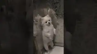 Трус😂