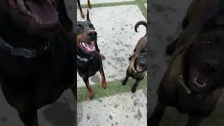 The difference between the two😂 #doberman #belgianmalinois #dog