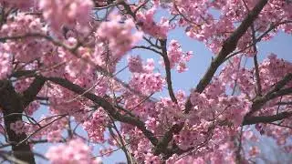 170411A 06 Blossom 1080p