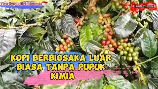 Kopi Berbiosaka Luar biasa Tanpa Pupuk Kimia#hanikchannel #biosaka