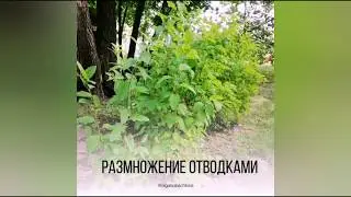 Размножение отводками