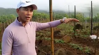Tomato Project l Vegetative Stage D17 - 