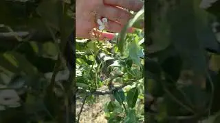 Грушка зацвела повторно после заморозков