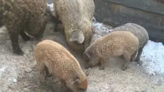 Кормление Венгерской пуховой мангалицы! Содержание в морозы без тёплой стайки!