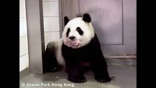 【海洋公園】大熊貓雙胞胎誕生兩星期  可愛和體重一同翻倍