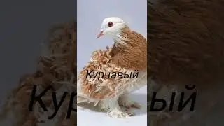 Породы декоративных голубей