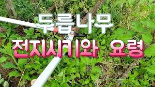 When and how to prune a Japanese zelkova tree. All you need is a pair of pruning shears. Japanese...