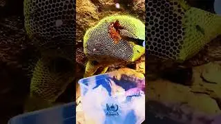 Bees greet the Prophetﷺ