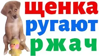 Щенка ругают | юмор | ржач | приколы | приколы с животными / 