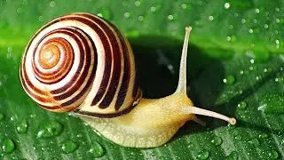 insects snail #snail.worm.#worm.#insects.