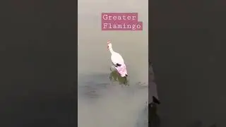 The Magical Pink Bird Greater Flamingo