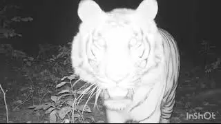 Tiger in the Sal  Forest