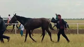 Аламан бәйге Павлодар 4 бөлім!