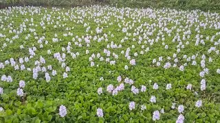 Water hyacinths Plant || Nukgui Video Tisaya Tongman Liya 😍 | kochuripana | Just Looking Like a Wow😍