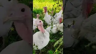 Индюшата