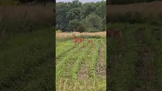 Hi Deer😁#whitetaildeer #outdoors #velvet #homestead