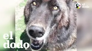 Rescued wolfdog finds the best home