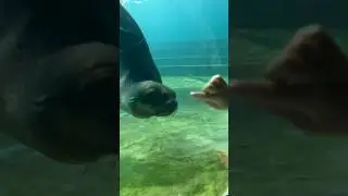 Необычная игра морского котика #московскийзоопарк
