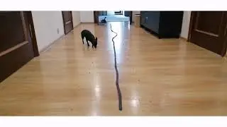 На старт! Внимание! Марш!)