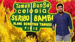 Taman bunga celosia - Wisata aceh