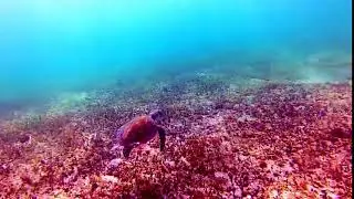 IWS Employee, David Joy, catches a turtle right off the beach