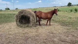 Hay Bale Butt Wipe