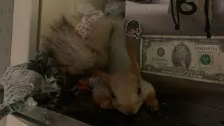 Белка любит почесушки на ночь😂 