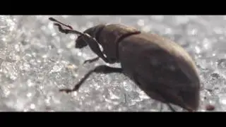 The Tale of a little Pond - DIe Geschichte eines kleinen Teich`s