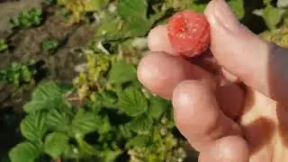 Осенний обзор сортов малины Маравила, Энросадира и Гусария.