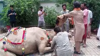 camel qurbani 2022 || dangerous camel || fm animal planet