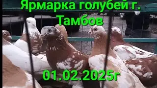 Ярмарка голубей г. Тамбов 01.02.2025г