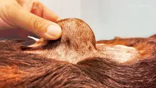 Bump Removed from German Shepherd Dog Behind the Scenes at the Great House with Viktor Larkhill