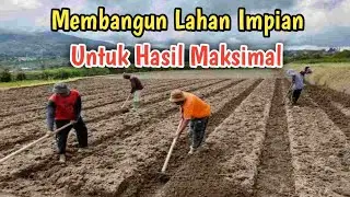 Mengolah Lahan Persiapan Tanam Jagung.