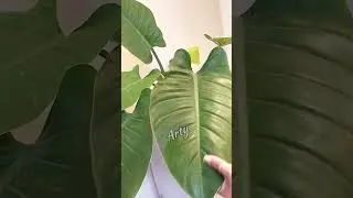 Why to clean plant Leaf | how to clean plant Leaf | Plant Care #plants #plantcare #plantcaretips