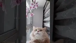 Танец живота от Филюши 