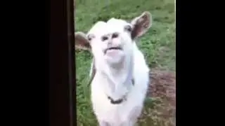 ياعيني على المعيز لما بتشرب حشيش