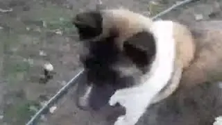 Грейс video 1574349270
