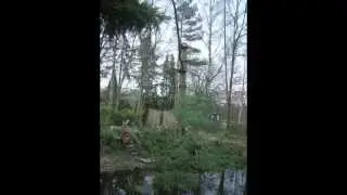 Boom Rooien Op Koregroen