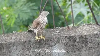 Besra Sparrowhawk Bird of Prey - The Sparrowhawk
