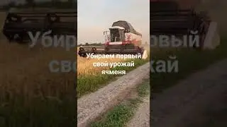 Уборка ячменя.