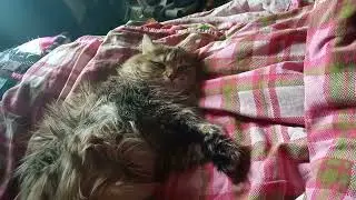 Тест видео на новом телефоне