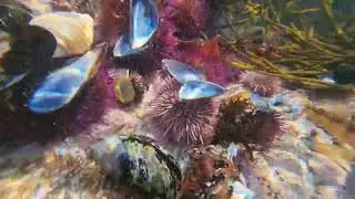 Tide pools at betties