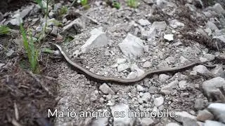 Serpente cec (anguis fragilis)