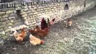 mirne kokoške