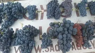 Лучшие технические сорта Европы