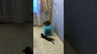 Я тебе поставлю лайк