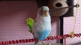 my cute bird sleeping😍😍