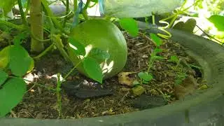 melihat melon mulai berbuah