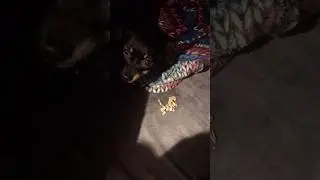Семки пасаны