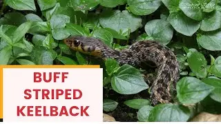 |BUFF STRIPED KEELBACK|  NON-VENOMOUS SNAKE